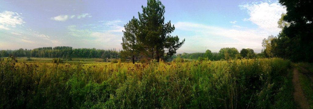 Photo of trees and trails at Northern Farm